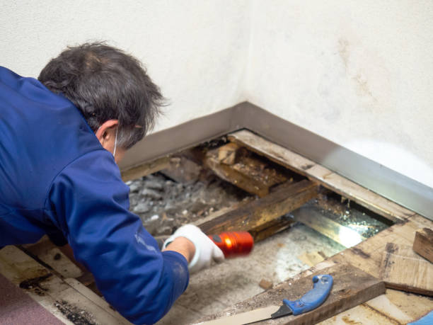  Lam, AR Mold Removal Pros