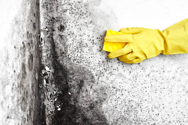 Best Office Mold Removal Services  in Lam, AR